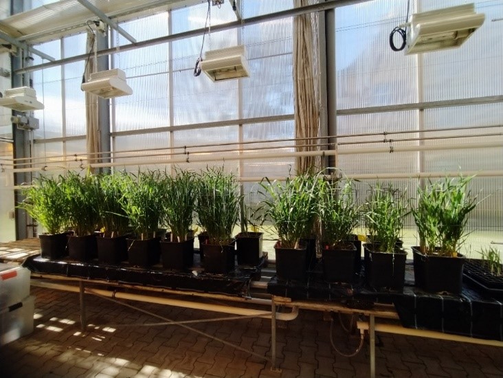 barley plants.jpg